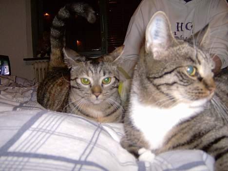 Blanding af racer Mille  billede 20