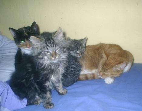 Blanding af racer Buske *7-9* billede 8