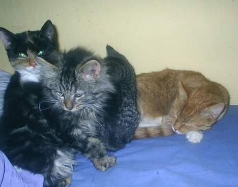 Blanding af racer Buske *7-9* billede 9