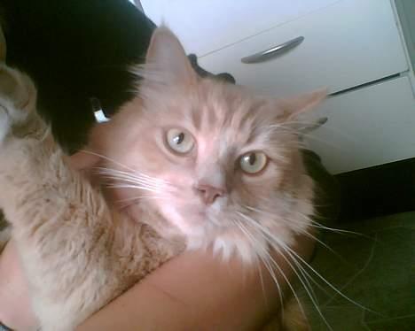 Maine Coon Tarzan DØD .  - Velkommen til Tarzan´s Profil ,  billede 1