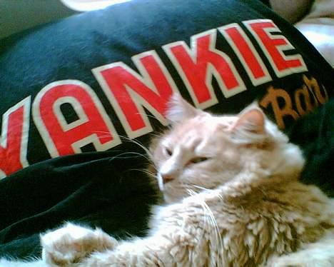 Maine Coon Tarzan DØD .  - Gaab . Træt som altid  billede 2