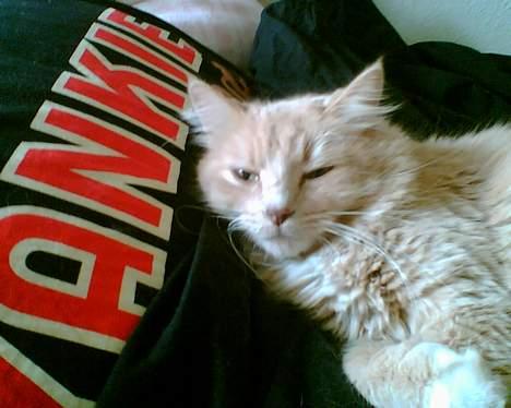 Maine Coon Tarzan DØD .  - Den elskede kat , Som alle dem jeg kendte elskede .  billede 3