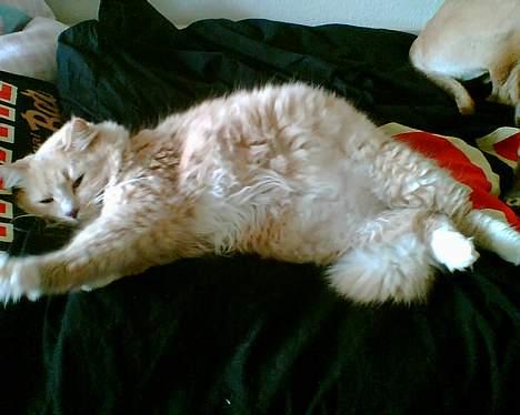 Maine Coon Tarzan DØD .  - tykke kat .  billede 4