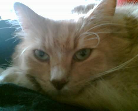 Maine Coon Tarzan DØD .  - Heej Skaat . Ked af at det skulle ende sådan , Men du vil atid ligge øverst i mit hjerte billede 5