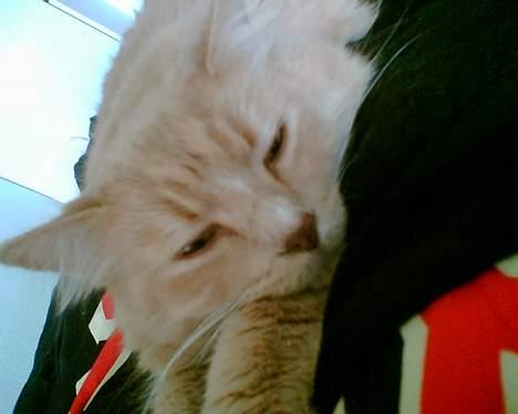 Maine Coon Tarzan DØD .  - Miin scoretrold billede 6