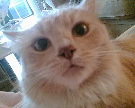 Maine Coon Tarzan DØD .  - Miin Nusser Kaat  billede 7