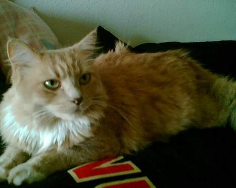 Maine Coon Tarzan DØD .  - Hvaad skal der ske idag mor .  billede 8