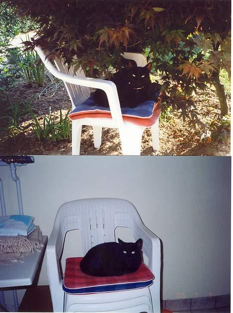 Blanding af racer Katja 2(R.I.P) - Katja i havestol + bryggers stol billede 6