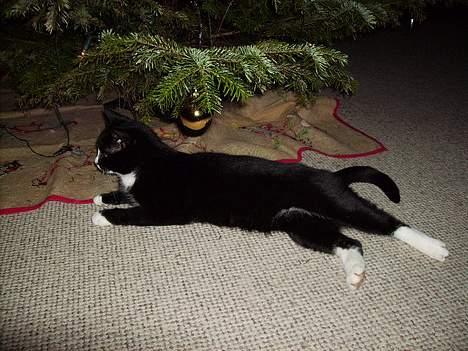 Huskat Mis billede 1