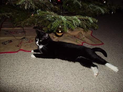 Huskat Mis billede 2