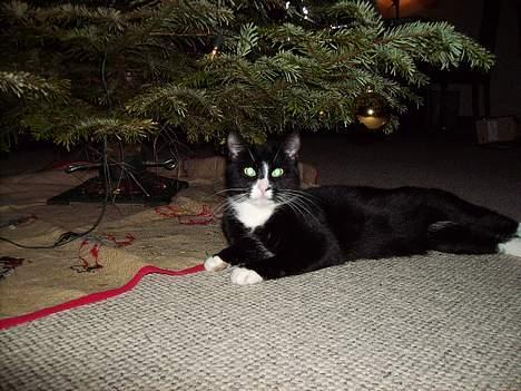 Huskat Mis billede 3