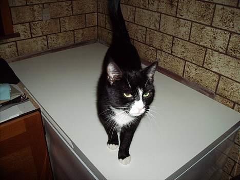 Huskat Mis billede 4