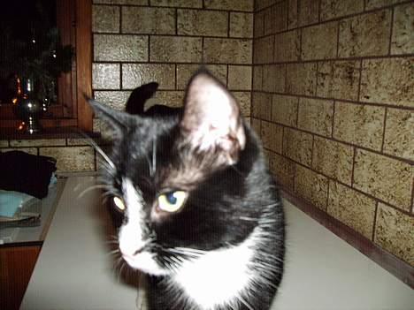 Huskat Mis billede 5