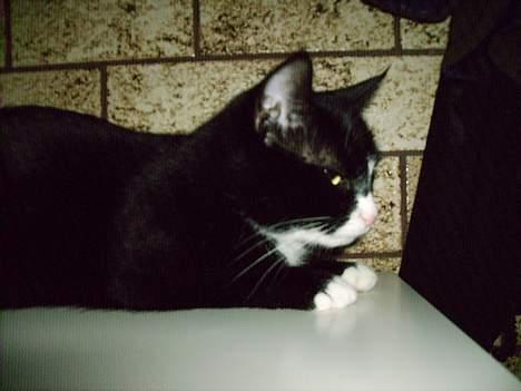 Huskat Mis billede 6