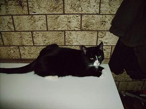 Huskat Mis billede 7