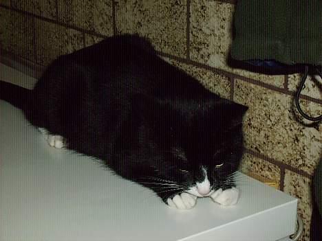 Huskat Mis billede 8