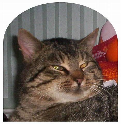 Huskat Mogens Benny - Kan ikke li`blitzen. billede 7