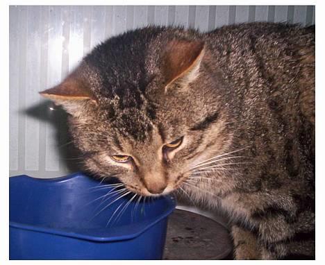 Huskat Mogens Benny - Noget godt i skålen? billede 8