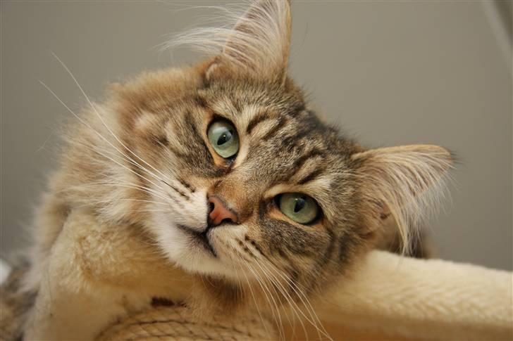 Norsk Skovkat DK Dansbjergs Fie - Velkommen til min profil. :) billede 1