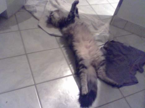 Norsk Skovkat DK Dansbjergs Fie - Se hvor stor jeg er. :o) Sååå skønt med varme i gulvet. Hihi. billede 2