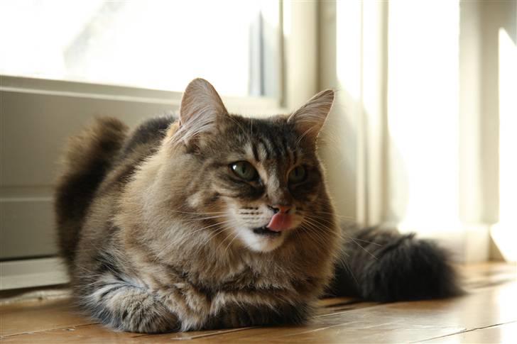 Norsk Skovkat DK Dansbjergs Fie billede 3