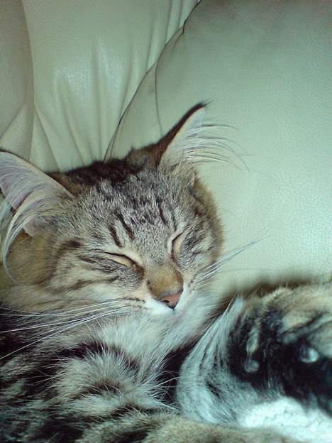 Norsk Skovkat DK Dansbjergs Fie - Jeg er bare såå træt.. Har lige leget med min mus i et kvater ;o) billede 4