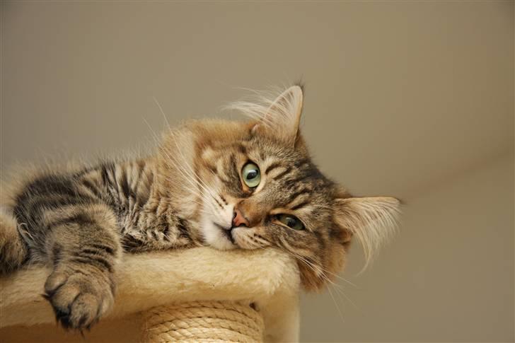 Norsk Skovkat DK Dansbjergs Fie - Så søød... <3 billede 5