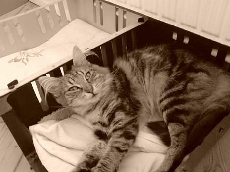 Norsk Skovkat DK Dansbjergs Fie - Kommer du nu igen og tager billeder af mig? :o) Moar altså... billede 6