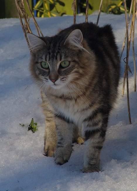 Norsk Skovkat DK Dansbjergs Fie - Sneen er lidt kold på poterne, men det gør ingenting for jeg så lige en pipper... billede 7