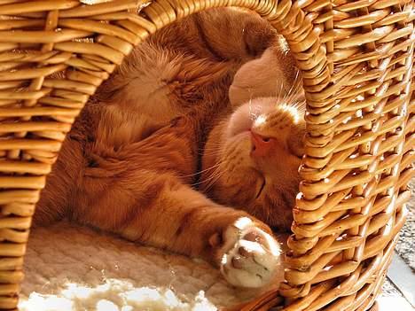 Huskat Garfield - Garfield i sin Hule billede 1