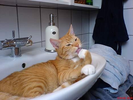 Huskat Garfield - Garfield elsker at ligge i den kølige håndvask billede 2