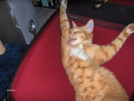 Huskat Garfield - Lidt lækker skal man vel være  billede 3