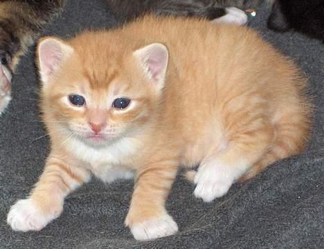 Huskat Garfield - Garfield 1 uge gammel billede 4