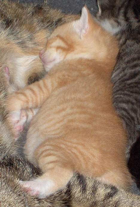 Huskat Garfield - Gafield var en lille tyksak  billede 5