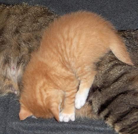 Huskat Garfield - Garfield skulle NOK sørge for at få mad..om han så skal stå på hovedet billede 6