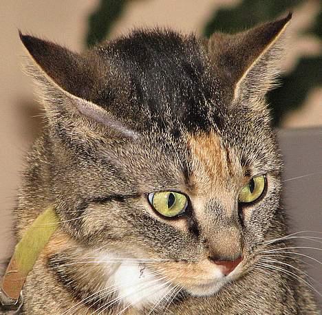 Huskat Mille - Mille ser lidt gal ud billede 1