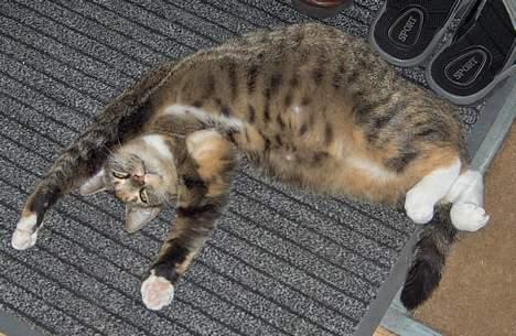 Huskat Mille - Mille tyk og meget gravid...da hun ventede Garfield i 2005 billede 2