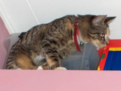 Huskat Mille - Mille leger gemme billede 3