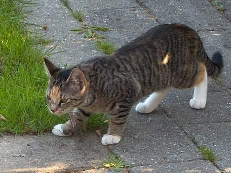 Huskat Mille - Mille på jagt i haven billede 4