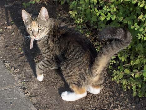 Huskat Mille - Mille som balletdanser  billede 5