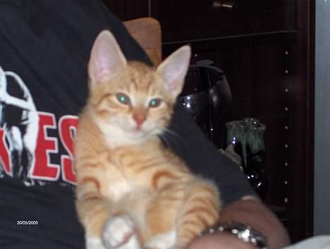 Huskat Garfield - Garfield ca. 3 mdr. gammel med MEGET store øre *G* billede 7