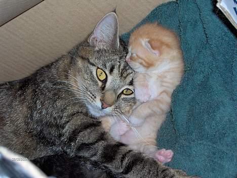 Huskat Garfield - Garfield putter med sin "missemoster" som er flyttet med sin "menneskefar" billede 8