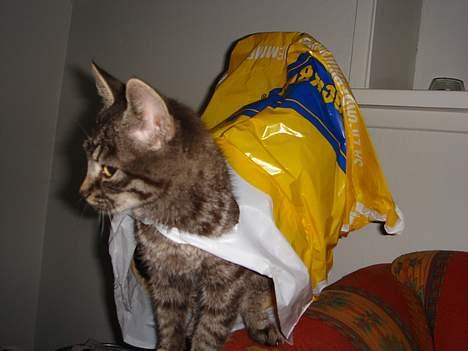 Blanding af racer Oliver billede 1