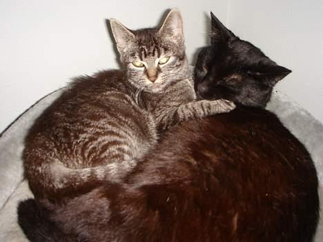 Blanding af racer Oliver billede 2