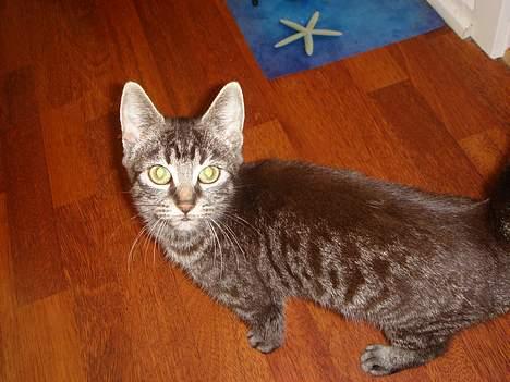 Blanding af racer Oliver billede 3