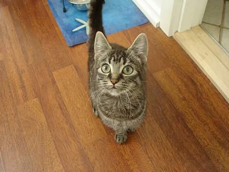 Blanding af racer Oliver billede 4