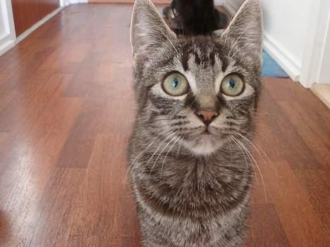 Blanding af racer Oliver billede 5