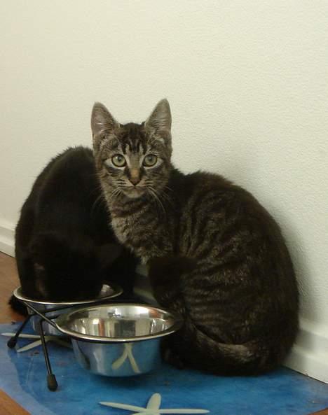 Blanding af racer Oliver billede 6