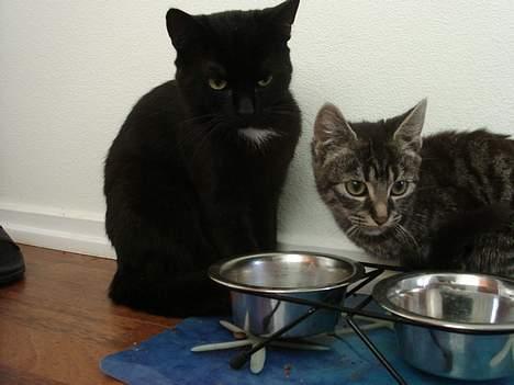 Blanding af racer Oliver billede 7