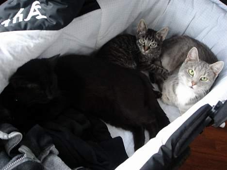 Blanding af racer Oliver billede 8